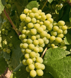 Bodegas ONTAÑON White Tempranillo 2018 / Spanje - Rioja - Drink Pink België - gastronomische wijnen, Spaanse wijnen, witte wijnen